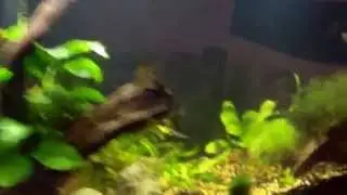 Eco Complete Substrate