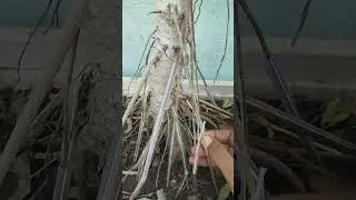 how to grow aerial roots in banyan tree #gardening #bonsai #plants #banyanbonsai