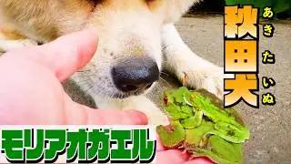 【秋田犬の日常の一コマ】おしっこを漏らすモリアオガエルと”秋田犬のびしゃもん”