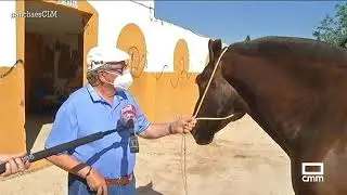 Malos tiempos para los caballos de picar | Ancha es Castilla-La Mancha - CMM