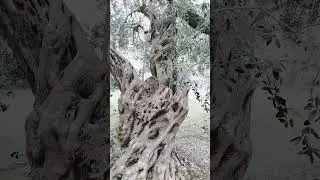 Monumental olive tree
