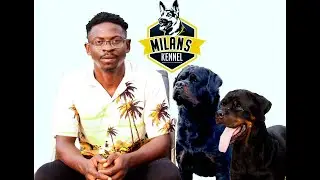 What It Takes to Own Dogs and Run a Kennel in Nigeria