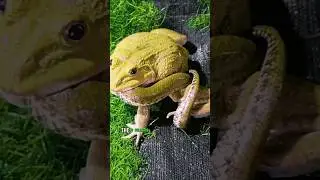 Bullfrog eats everything #shorts #animals #bullfrog #wildlife