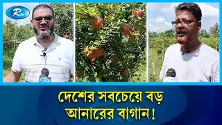 দুই বন্ধুর গড়া দেশের সবচেয়ে বড় আনারের বাগান | Dinajpur |Cultivation | Largest Pomegranate Farm | Rtv