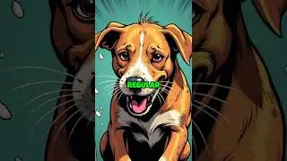 ✨ Best Shampoo for Itchy, Allergic Dogs | Vet-Approved Relief