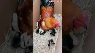 Rooster Dad: Caring for his Precious Chicks #rooster #chicks