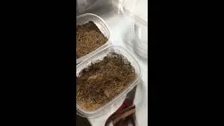 Microgreen Growing in coconut fiber -1