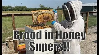 What to Do When You Find Brood in Supers