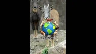 fyp Wake Up 3:33 AM  &ndash;incredible chinese  Goral&rsquo;s Meditate on the Edge of the mountains