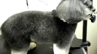 Barney's last groom at ItzaClip! Doggy Day Spa