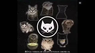 The best cats #cat #cats #best #bestcats #larry