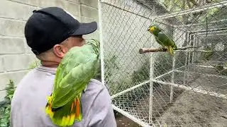 GENTE LORO ENGRAÇADO TAFAREL COLOCOU OVO 🥚 BOM-DIA / 