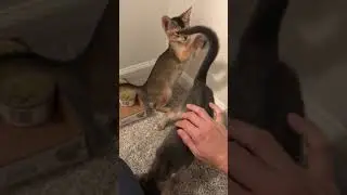 Abyssinian Kittens playing together!