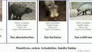 Mam&iacute;feros, ordem Artiod&aacute;tilos, fam&iacute;lia Suidae Artiodactyla order Artiodactyla family Suidae sus