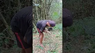 catching animals using nets #videoshort #nature