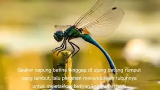 Hal menarik dari siklus hidup capung @EnzoNickyNaqiyah 
