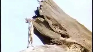 A Meerkat Family Saga part 1