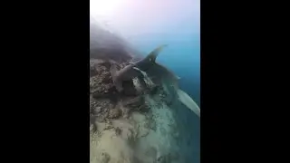 Žraločí ponory na Maledivách