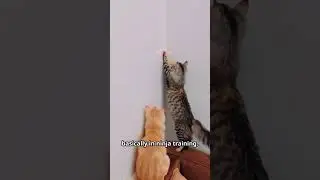 Cat Logic Collection #catshorts #catvideos  #funnycats
