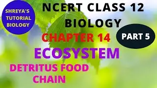 CLASS 12 ECOSYSTEM                                        (PART 5) DETRITUS FOOD CHAIN