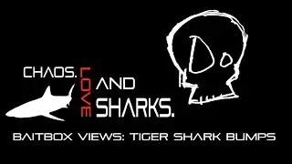 Baitbox Views: Tiger Shark Bumps