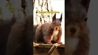 До свиданья, лето 🍂 Здравствуй, осень 🌾
