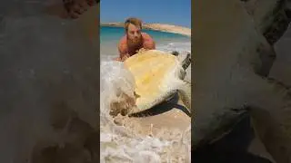 Stuck Sea Turtle on Remote Island