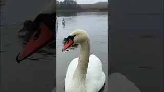 Осень. Красота лебедей 44. Autumn. The beauty of swans 44.  #music  #nature #autumn #swans #birds
