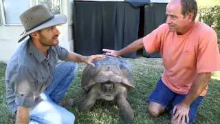 Breeding Galapagos Tortoises : Kamp Kenan S1 Episode 23