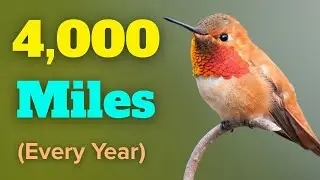 The Amazing Journey of the Rufous Hummingbird!