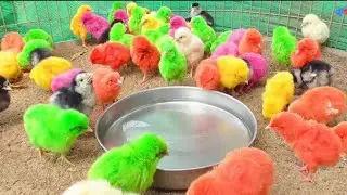 Silly Chicks Chirping Sounds With Murgi Hen colored Chicken are drinking water in verano #ChozaBaby