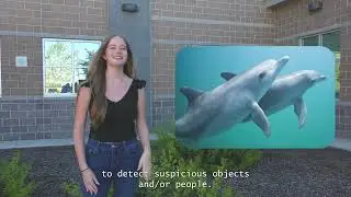 Random Animal Facts - Dolphins (#1)