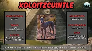 XOLOITZCUINTLE - SCOPRIAMO LA RAZZA