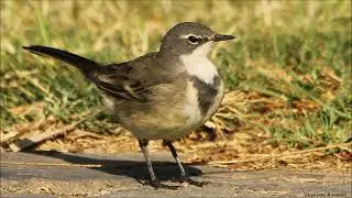 Cape Wagtail's cheerful song