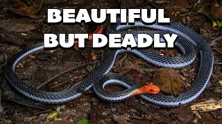 BEAUTIFUL BUT DEADLY - Finding the Blue Coral Snake in Peninsular Malaysia