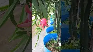 Vietnam Hybrid Pink.. #rooftopgarden #terracegarden #dragonfruit #garden #gardening @kisaanmitra