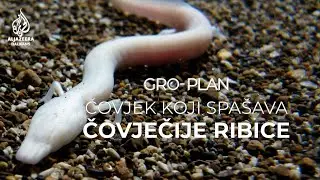 Britanski naučnik spašava čovječije ribice u Hercegovini