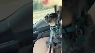 Super #funny !! #heartwarmingpets #dogs #dog #duet #inspiringpets