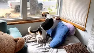 Lightning Fast Beagle Chases Down and Eats a Fly 😅