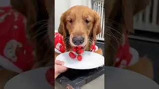 Food&hellip; What food? I haven&rsquo;t seen anything&hellip; 🙄😂 #shorts #goldenretriever #dog #tomato #funnydogs #lol