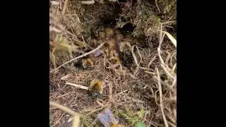 Bumblebee nest part 1
