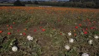 Farndon Fields Farm Pumpkin Picking 2021