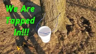 Watch how I tap my maple trees and bucket setup.  First taps of the year for maple syrup.