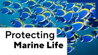 Largest study of marine reserves in Australia offers insights to protect ocean life