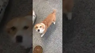 Rescue pup - Abner needs a home, Beagle corgi mix?