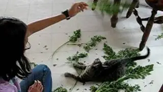 Echo Playing with Carrot Leafs X3