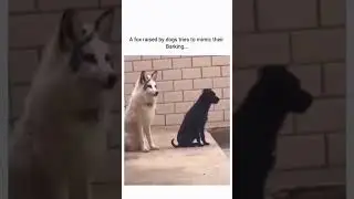 The Italian accent though.