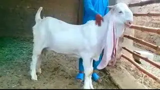Gulabi Goat Kid |Documentary