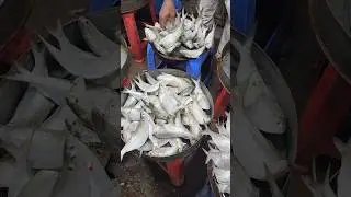 Потрясающая рыбалка #короткаяприкормка
