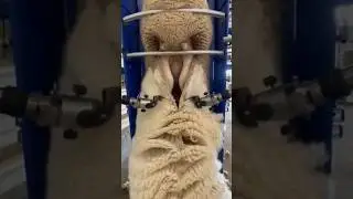 Sheep Shearing&hellip; But Make It Fully Automated🐑